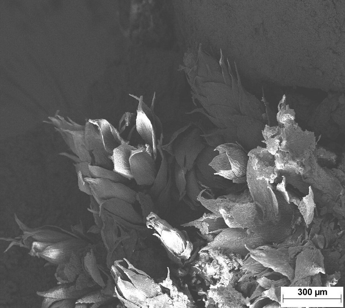 3.att. Bioloģiskais apaugums uz travertīna virsmas. Mikrofoto elektronu mikroskopā. Foto: V. Hodireva 3.att. Bioloģiskais apaugums uz travertīna virsmas. Mikrofoto elektronu mikroskopā. Foto: V. Hodireva