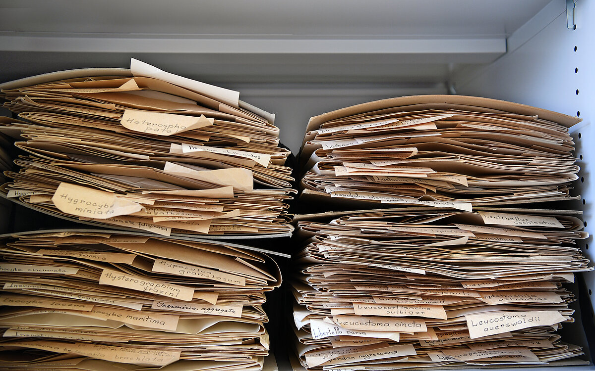 E.Vimbas herbārija mapes skapī, kurā tās tiek uzglabātas. Foto: LU Muzeja krājums, Sarmīte Livdāne 10.11.2025 E.Vimbas herbārija mapes skapī, kurā tās tiek uzglabātas. Foto: LU Muzeja krājums, Sarmīte Livdāne 10.11.2025