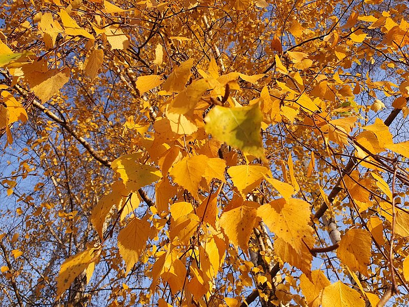 Aicinājums piedalīties rudens zibakcijā “Viena diena Latvijā”  
