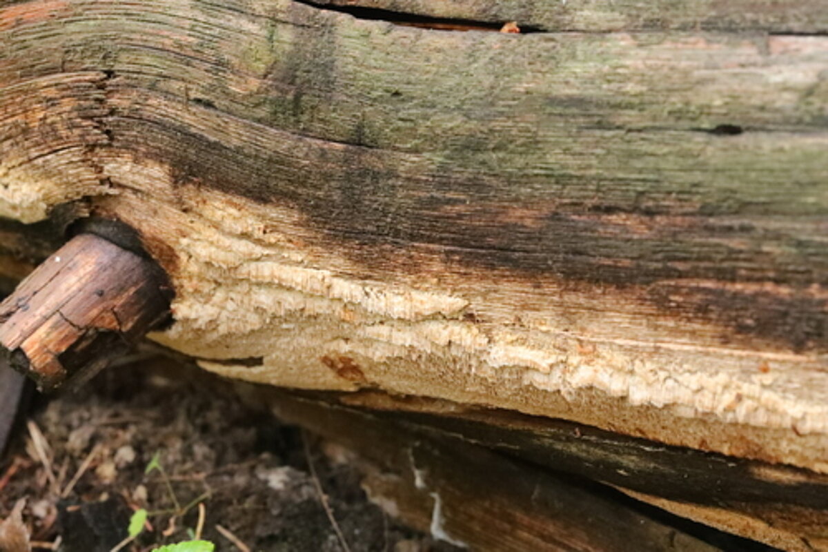 Adustoporia sinuosa (Fr.) uz kritalas stumbra. Foto: Svetlana Ņesterova (Светлана Нестерова) Adustoporia sinuosa (Fr.) uz kritalas stumbra. Foto: Svetlana Ņesterova (Светлана Нестерова)