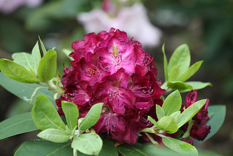 The fifth rhododendron has already been named after a patron of the University of Latvia Foundation