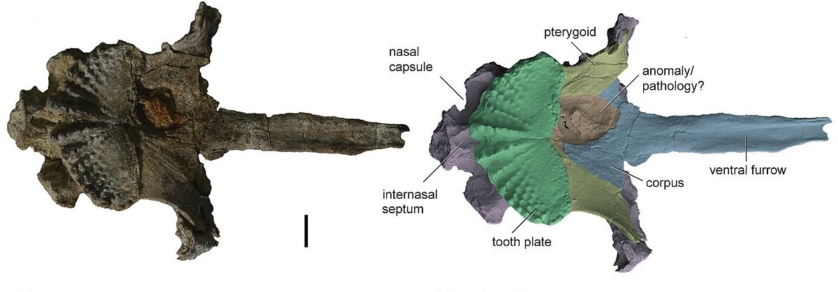 Jumisodus latus galvaskausa fragments. Mēroga lineāls – 1 cm.