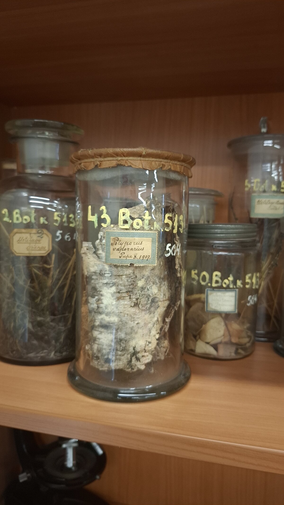 Adustoporia sinuosa (Fr.) mācību preparāts ekspozīcijā ar botānikas mācību materiālu apakškolekciju. Foto: K.Rutkovskis Adustoporia sinuosa (Fr.) mācību preparāts ekspozīcijā ar botānikas mācību materiālu apakškolekciju. Foto: K.Rutkovskis